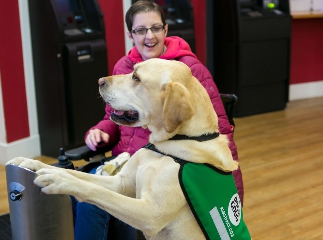 A Guide to Assistance Dogs – www.London-Transfers.com